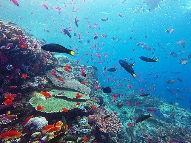 Underwater Adventures in Komodo